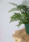 Load image into Gallery viewer, White Rabbits foot fern