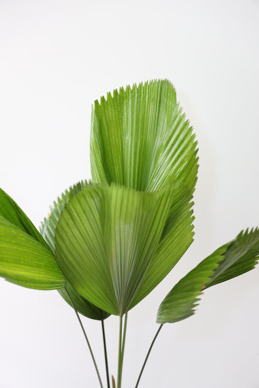 Ruffled Fan palm
