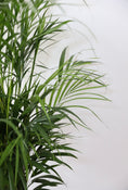 Load image into Gallery viewer, The Golden Cane Palm Plant (Dypsis Lutescens)