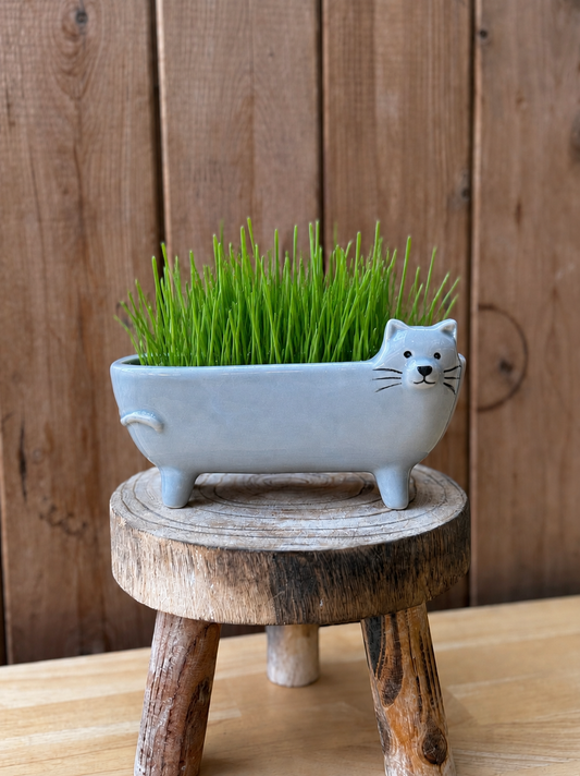 Grey long cat planter