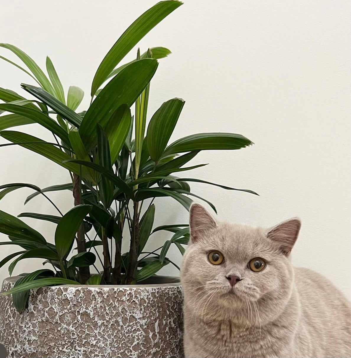 lady palm cat safe Shop Lady Palm Plant Rhapis Excelsa & Pet Friendly Plants