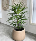 Load image into Gallery viewer, Lady Palm Plant (Rhapis Excelsa)