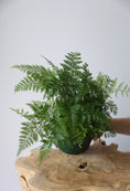 Load image into Gallery viewer, White Rabbits foot fern