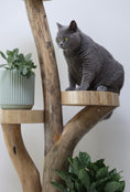 Load image into Gallery viewer, Wooden plant stand - 1.3m