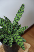Load image into Gallery viewer, Rattlesnake Plant (Calathea Lancifolia)