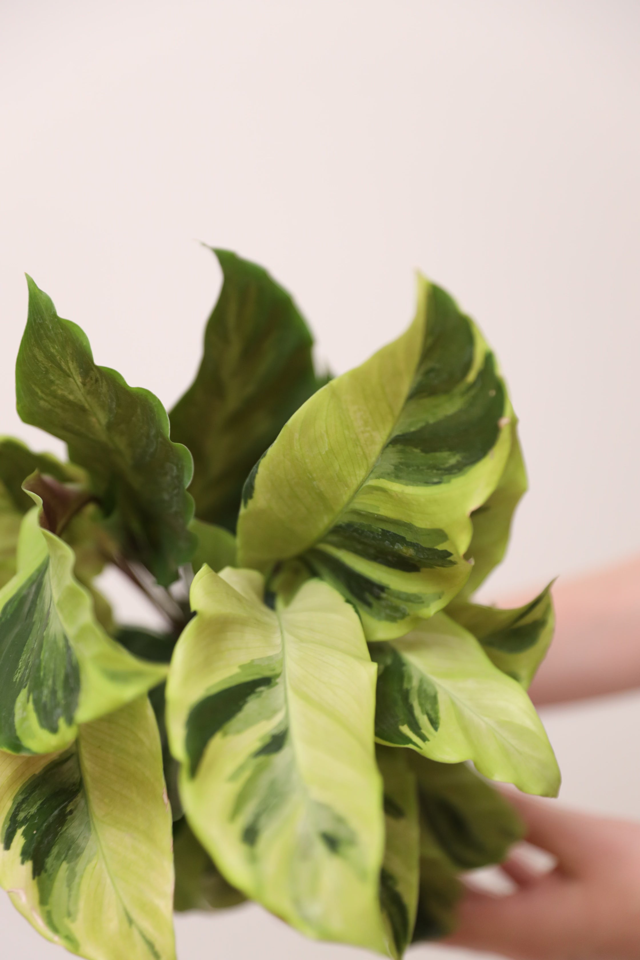 Calathea Thai Beauty – Leafy Paw