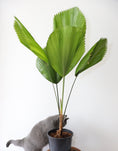 Load image into Gallery viewer, Ruffled Fan palm