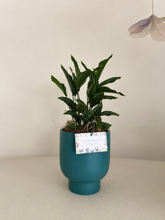 Teal curved raised pot