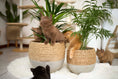 Load image into Gallery viewer, Olive rope pot - Small