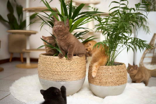 Olive rope pot - Small