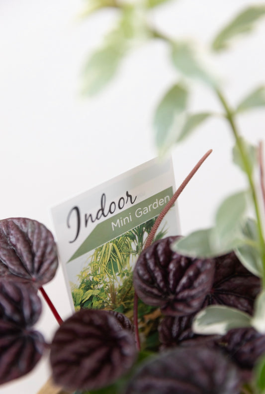 Mini garden