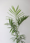 Load image into Gallery viewer, Bamboo palm ( Chamaedorea Seifrizii)