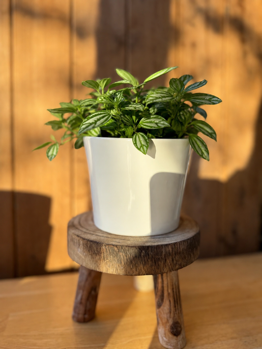 White ceramic pot