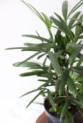 Load image into Gallery viewer, Lady Palm Plant (Rhapis Excelsa)