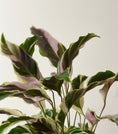 Load image into Gallery viewer, RARE - Calathea White Fusion