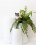 Load image into Gallery viewer, White tall corrugated U pot - Large