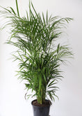 Load image into Gallery viewer, The Golden Cane Palm Plant (Dypsis Lutescens)