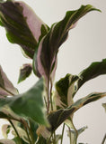 Load image into Gallery viewer, RARE - Calathea White Fusion