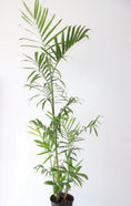 Load image into Gallery viewer, Bamboo palm ( Chamaedorea Seifrizii)