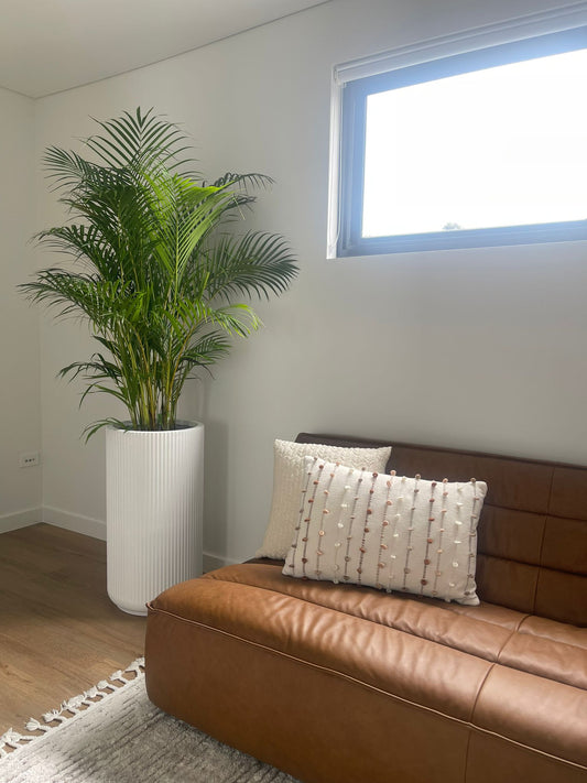 Golden cane palm in the tall corrugated pot