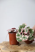 Load image into Gallery viewer, Strawberry Saxifraga