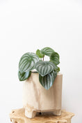 Load image into Gallery viewer, Watermelon peperomia π