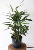 Load image into Gallery viewer, Lady Palm Plant (Rhapis Excelsa)