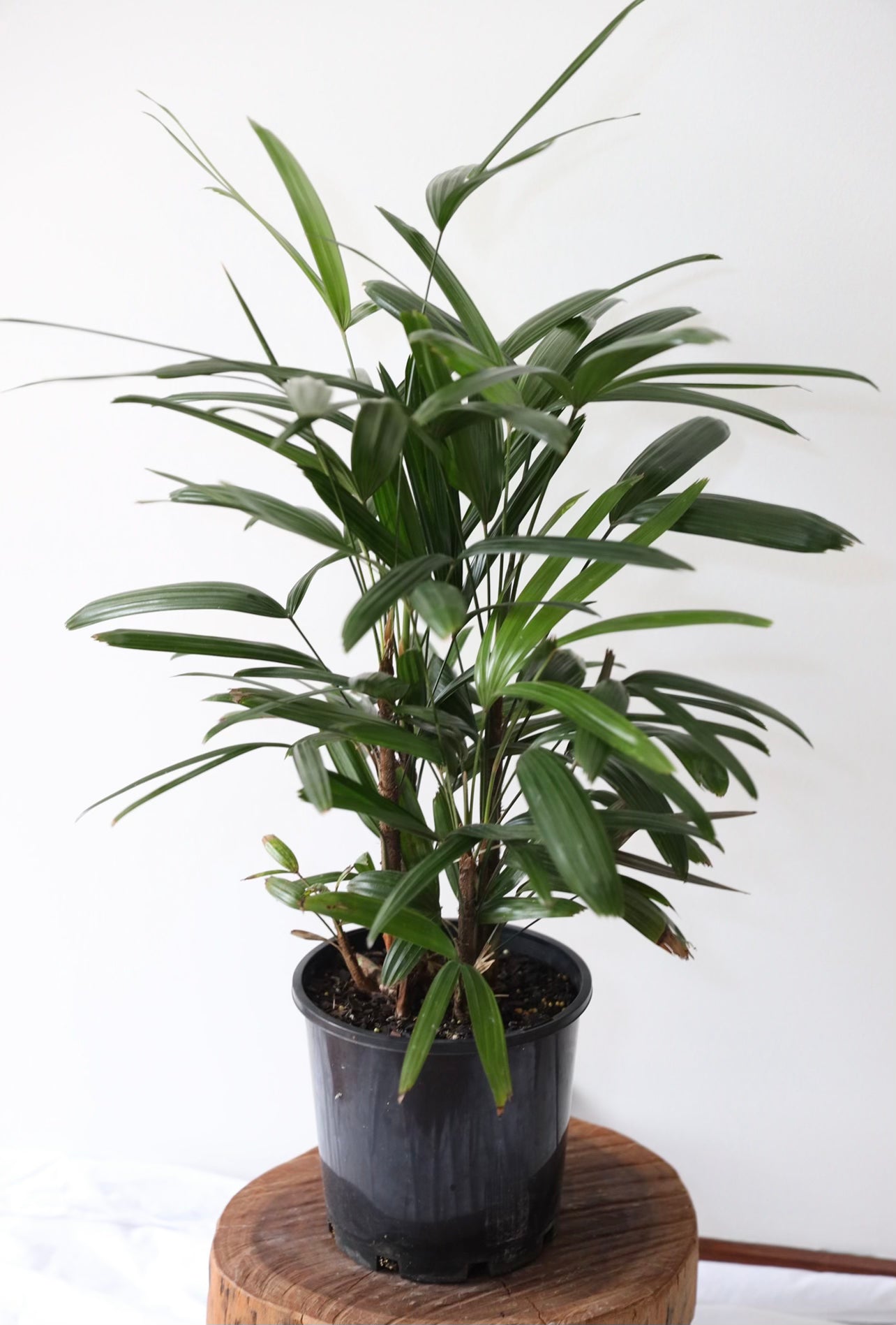 Lady Palm Plant (Rhapis Excelsa)