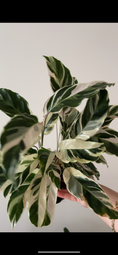 Load image into Gallery viewer, RARE - Calathea White Fusion