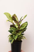 Load image into Gallery viewer, Calathea Thai Beauty