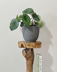 Load image into Gallery viewer, Watermelon Peperomia in the grey dart pot