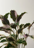 Load image into Gallery viewer, RARE - Calathea White Fusion