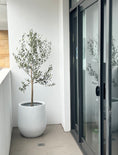 Load image into Gallery viewer, Olive tree