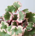 Load image into Gallery viewer, Strawberry Saxifraga
