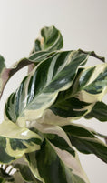 Load image into Gallery viewer, RARE - Calathea White Fusion