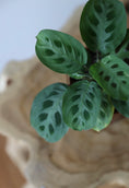 Load image into Gallery viewer, Calathea Maranta