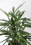 Load image into Gallery viewer, Lady Palm Plant (Rhapis Excelsa)