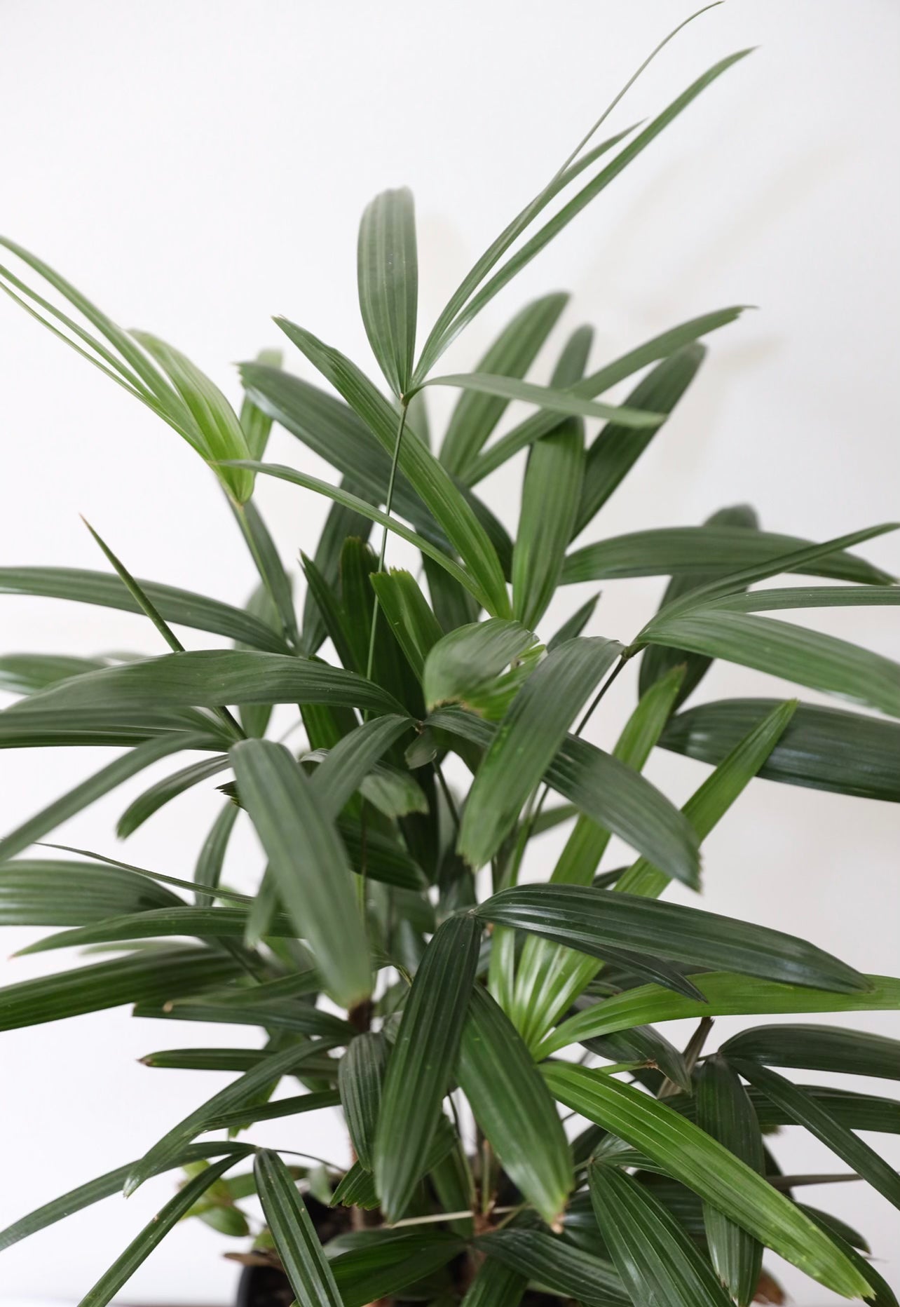 Lady Palm Plant (Rhapis Excelsa)