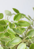 Load image into Gallery viewer, Peperomia pixie