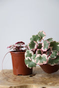 Load image into Gallery viewer, Strawberry Saxifraga