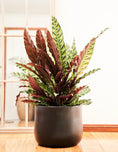Load image into Gallery viewer, Rattlesnake Plant (Calathea Lancifolia)