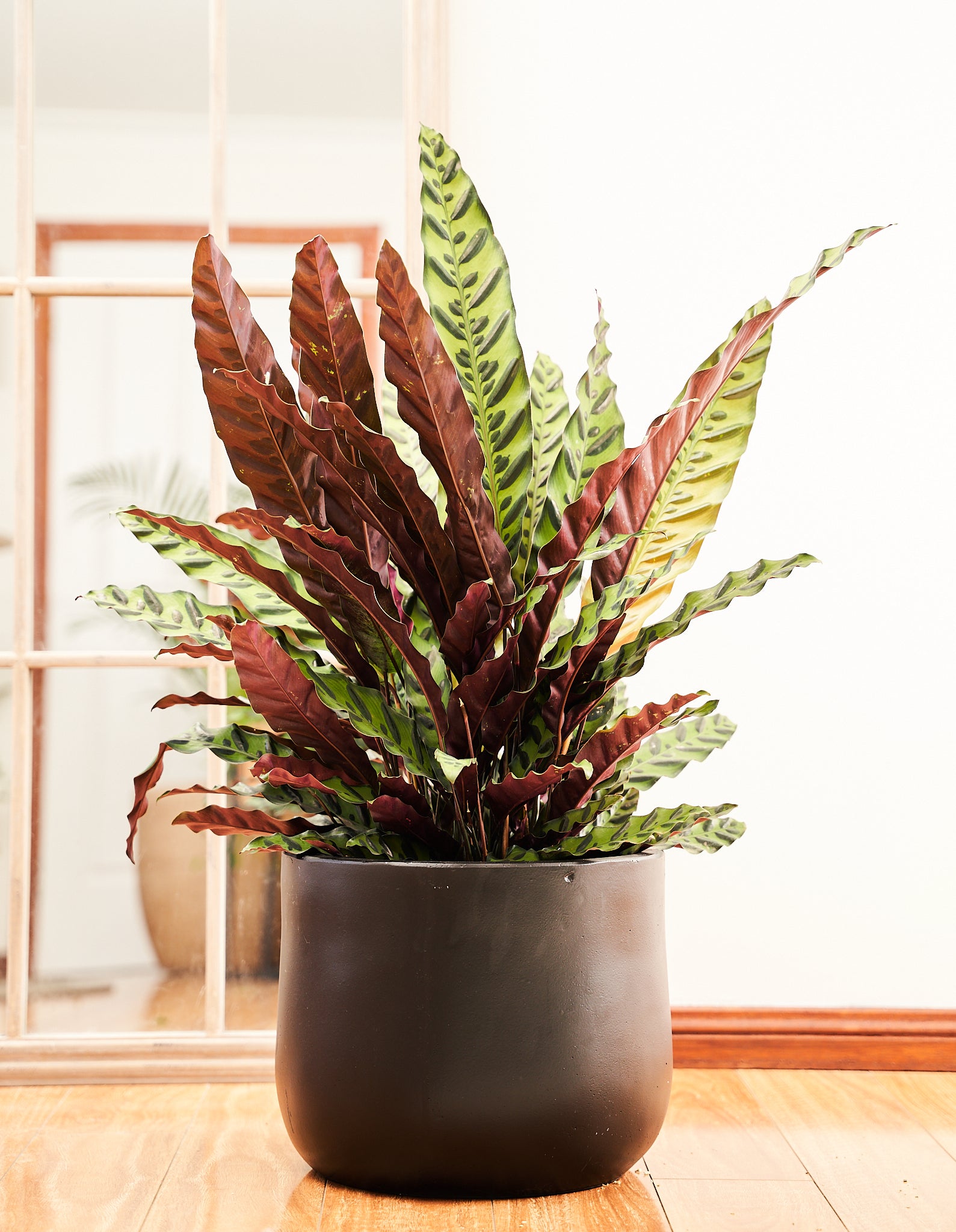 Rattlesnake Plant (Calathea Lancifolia)