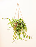 Load image into Gallery viewer, The lipstick Plant (Aeschynanthus radicans)