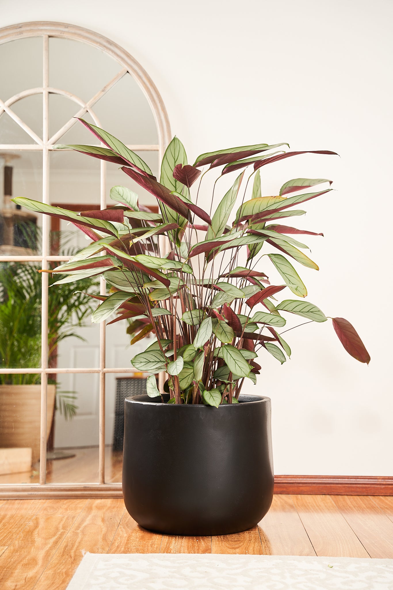 Ctenanthe Grey Star (Prayer plant)