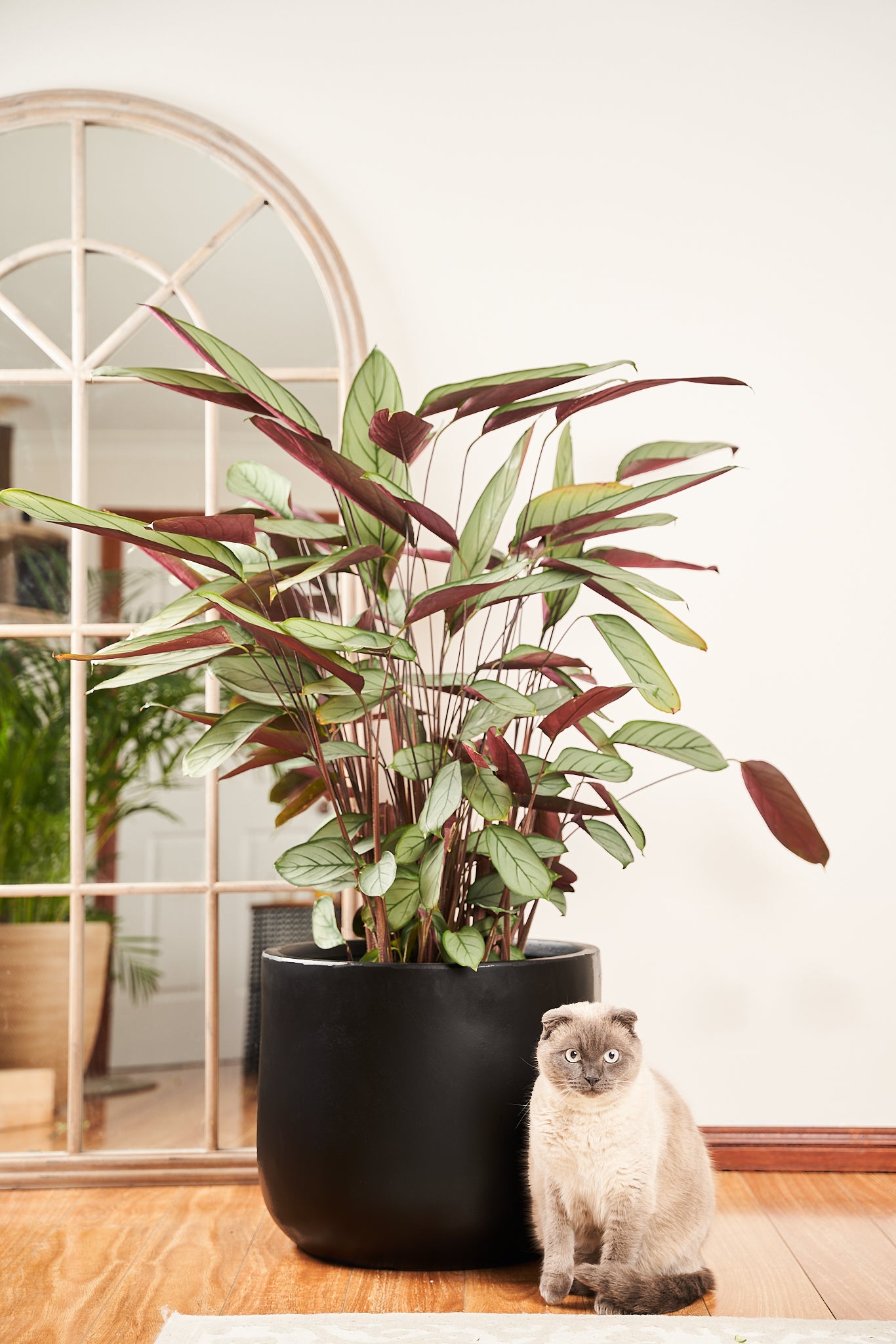 prayer plant cat Shop Ctenanthe Grey Star Prayer Plant Pet Friendly Plants