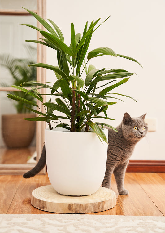 Lady Palm Plant (Rhapis Excelsa)