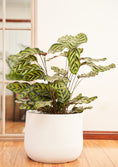 Load image into Gallery viewer, Peacock Plant (Calathea Makoyana)