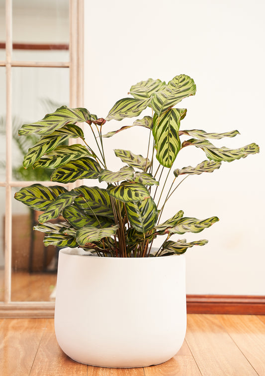 Peacock Plant (Calathea Makoyana)