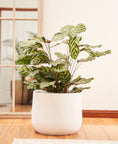 Load image into Gallery viewer, Peacock Plant (Calathea Makoyana)