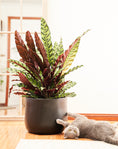 Load image into Gallery viewer, Rattlesnake Plant (Calathea Lancifolia)